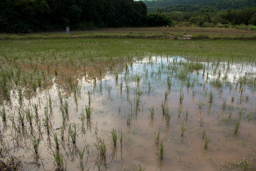 Rice plantation, paddy field Agriculture