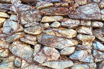 The stone wall has dry vines