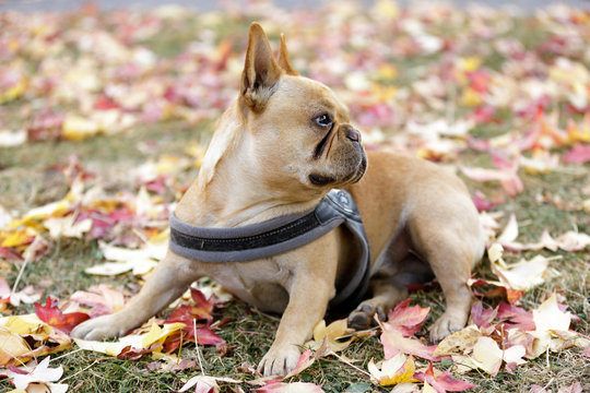 Curious French Bulldog young male in autumn background. Off-leash dog park in Northern California.