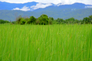 Cornfield with the moutains backgroun