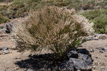 Views of Teide's crater and Montana Blanco descending from the summit passing Altavista Refuge,...