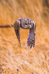 outstretched, dark, close, spruce, wildlife, life, sun, backlight, forest, isolated, majestic, cute, sits, nature, sunset, wings, illuminated, wild, sitting, claw, portrait, predator, tawny, one, blac