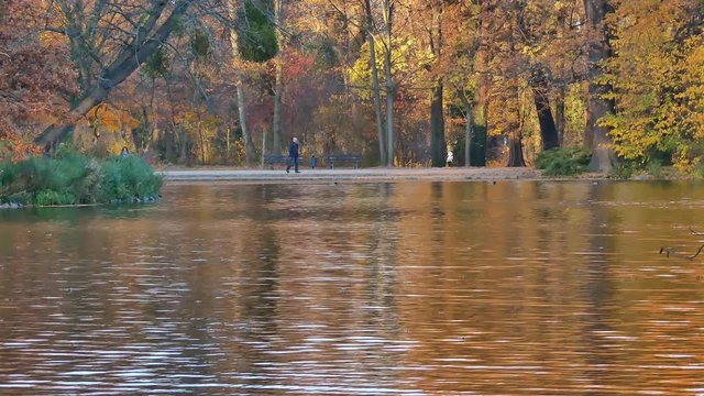 Person walking along the shore of a pond, surrounded by trees in colorful autumn foliage.