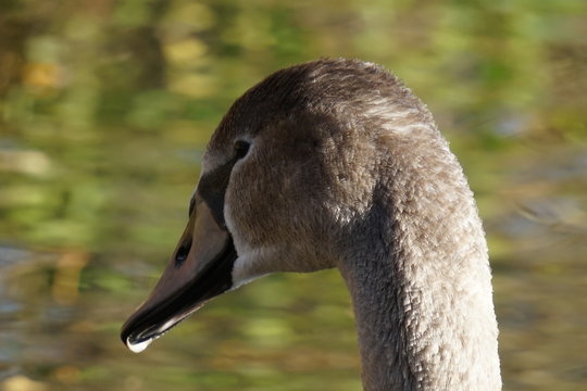 Schwanensee