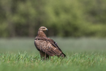 Birds of prey - lesser spotted eagle in flight (Aquila pomarina)
