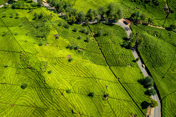 Aerial View of Green Lush Walini Tea Plantation, Rancabali, Ciwidey, Bandung, West Java, Indonesia