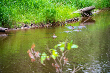 rocky stream of river deep in forest in summer green weather with sandstone cliffs