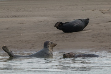 phoque © erwangarel.com