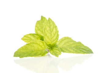Fresh peppermint leaf on white background