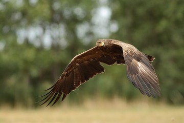 Obraz na płótnie Canvas Birds of prey - lesser spotted eagle in flight (Aquila pomarina)