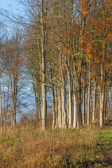 Obraz premium row of birch trees at sunset in autumn