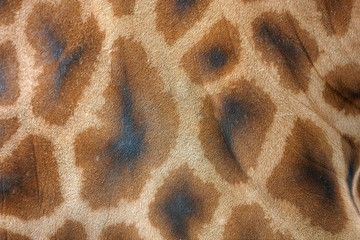 Skin texture of a giraffe