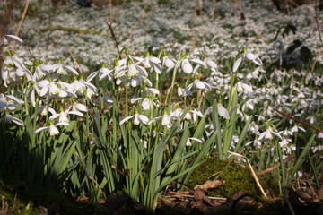 Carpet of Common snowdrops (Galanthus nivalis)  on the edge of the wood