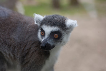 Obraz premium ring tailed lemur