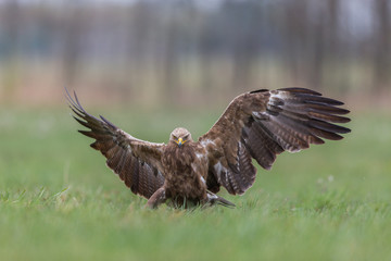 Birds of prey - lesser spotted eagle in flight (Aquila pomarina)