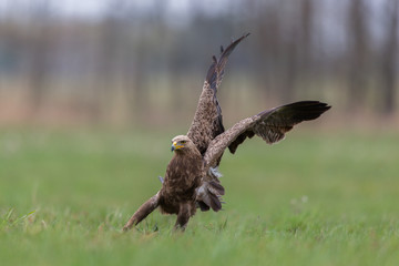 Birds of prey - lesser spotted eagle in flight (Aquila pomarina)