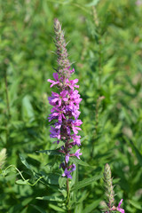Purple lythrum