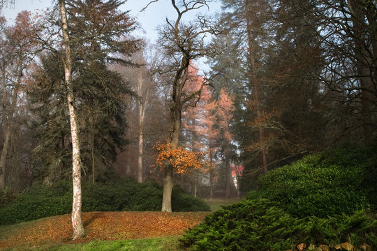 Fototapeta Autumn forest. Path in a secluded forest.  Orange foliage. Birch tree.