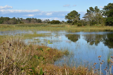 Grasslands on assateague island 