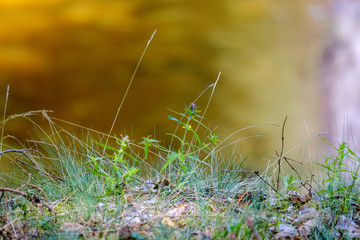 rocky stream of river deep in forest in summer green weather with sandstone cliffs