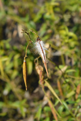 White swallow-wort