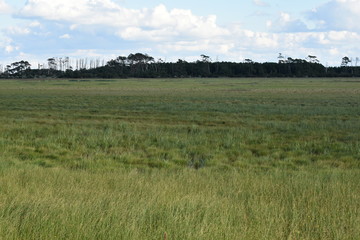 Grasslands on assateague island 