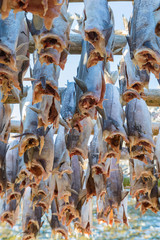 Stockfisch auf den Lofoten