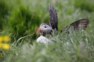 Island Papageitaucher