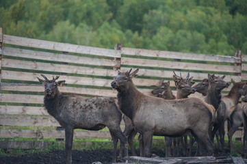 Domesticated deers marals on farm in Altay