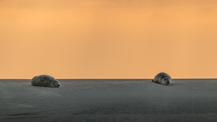 phoque © erwangarel.com