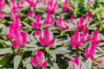 Close up of group a pink celosia flowers