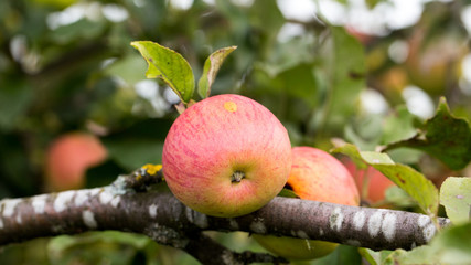 Autumn apples of late varieties