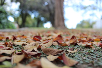 leaves
