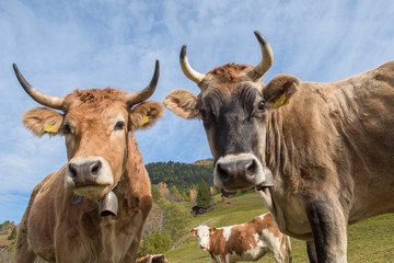 two calves on a meadow looking at the camera