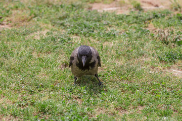 Portrait of hooded crow at grass
