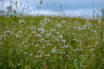summer green meadow with abstract pattern from grass and flowers