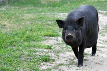  cute black pigs. Walking in nature. African swine fever.