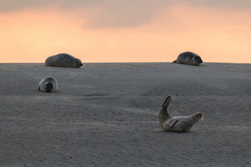 phoque © erwangarel.com