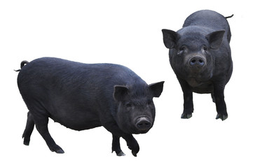   cute black pigs. African swine fever. isolate on white