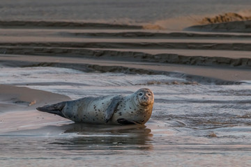 phoque © erwangarel.com