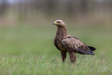 Birds of prey - lesser spotted eagle in flight (Aquila pomarina)