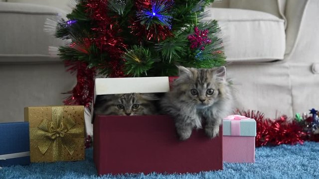 Video of cute kitten play together and looking for the gift in christmas.