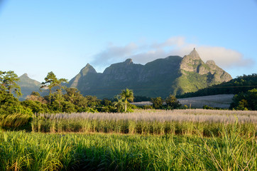 Fototapeta premium Mauritius Sugarcane fields with pink flowers - Pieter Both mountain in the background