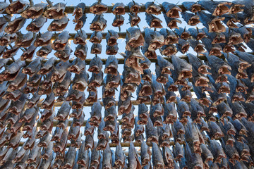 Stockfischtrocknung auf den Lofoten