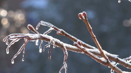 Fantastic view of branches of trees covered with brilliant ice in early spring or winter - Powered by Adobe