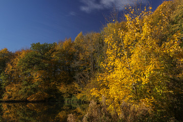 Fototapeta premium scenic fall lanscape with autumn leaves in bright colors