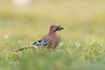 Birds - Jay (Garrulus glandarius)