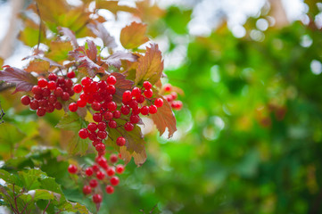 Red viburnum branch berries in the garden.