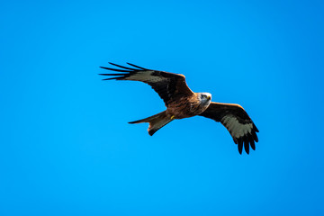 Obraz premium Red Kite in flight