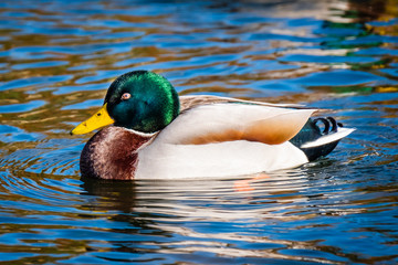 Close-up of mallard duck on the River Thames